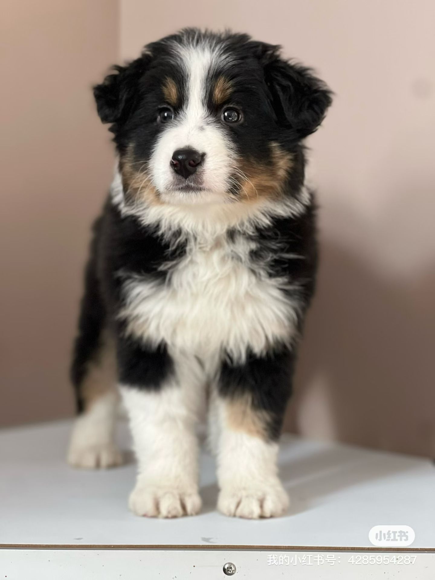 黑白三色边牧公